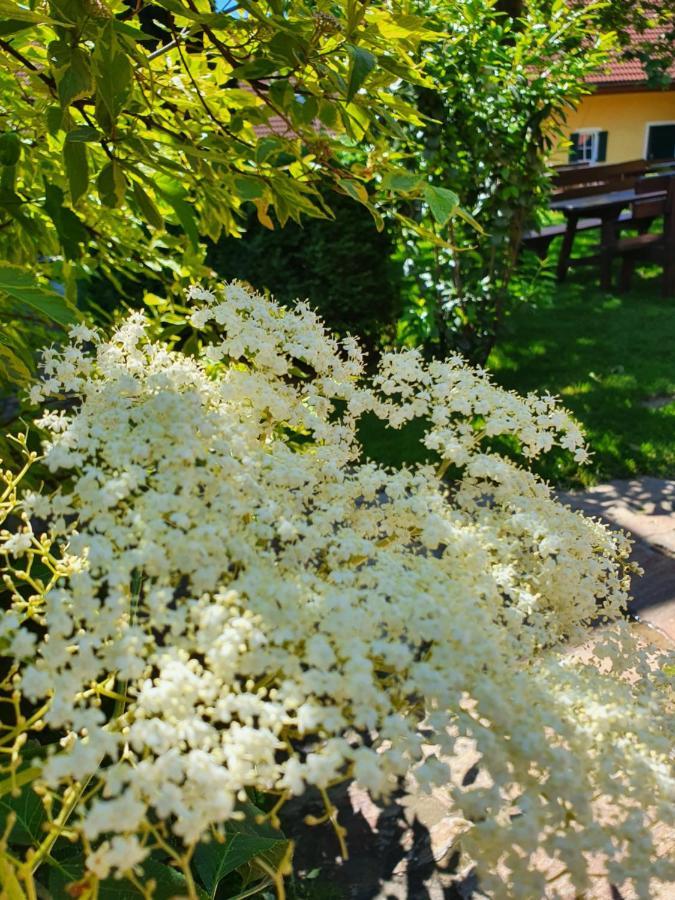 Отель Landhof Steinbaeck Sankt Stefan ob Stainz Экстерьер фото